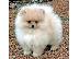 PoulaTo: Pomeranian καθαροαιμα θεσσαλονικη 6988190151